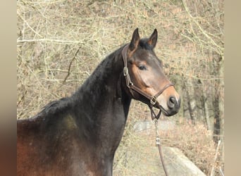 Koń westfalski, Wałach, 5 lat, 170 cm, Gniada