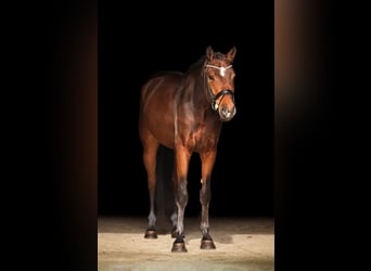 Koń westfalski, Wałach, 5 lat, 170 cm, Gniada