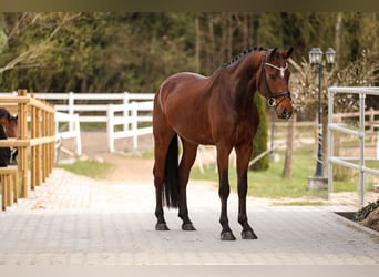 Koń westfalski, Wałach, 5 lat, 170 cm, Gniada