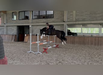 Koń westfalski, Wałach, 5 lat, 170 cm, Skarogniada
