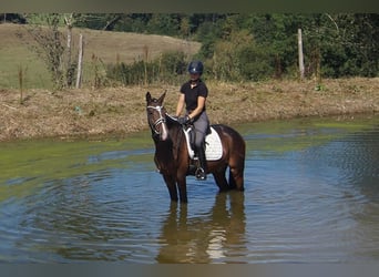 Koń westfalski, Wałach, 5 lat, 171 cm, Gniada