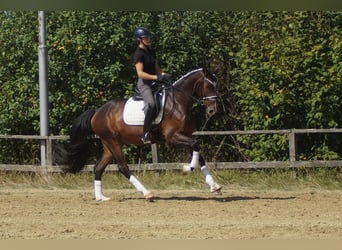 Koń westfalski, Wałach, 5 lat, 171 cm, Gniada