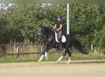 Koń westfalski, Wałach, 5 lat, 171 cm, Kara