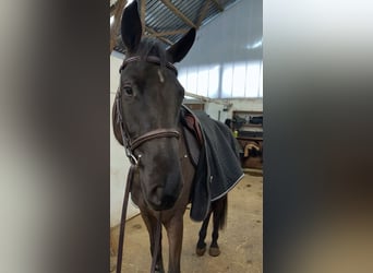 Koń westfalski, Wałach, 5 lat, 172 cm, Kara