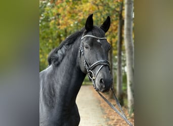 Koń westfalski, Wałach, 5 lat, 172 cm, Kara