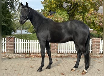 Koń westfalski, Wałach, 5 lat, 172 cm, Kara