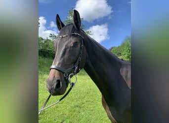Koń westfalski, Wałach, 5 lat, 172 cm, Skarogniada