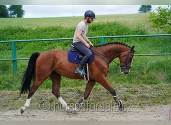 Koń westfalski, Wałach, 5 lat, 173 cm, Gniada