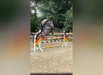 Koń westfalski, Wałach, 5 lat, 173 cm, Siwa