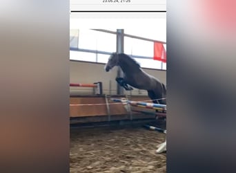 Koń westfalski, Wałach, 5 lat, 173 cm, Siwa