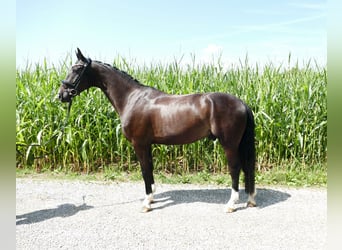 Koń westfalski, Wałach, 5 lat, 174 cm, Ciemnogniada