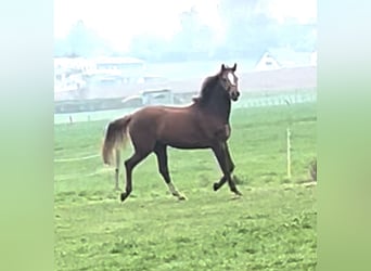 Koń westfalski, Wałach, 5 lat, 174 cm, Kasztanowata