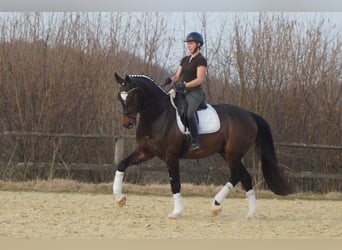 Koń westfalski, Wałach, 5 lat, 174 cm, Skarogniada