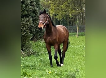 Koń westfalski, Wałach, 5 lat, 175 cm, Gniada