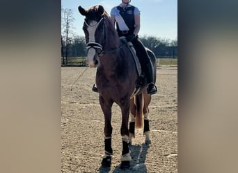 Koń westfalski, Wałach, 5 lat, 175 cm, Kasztanowata