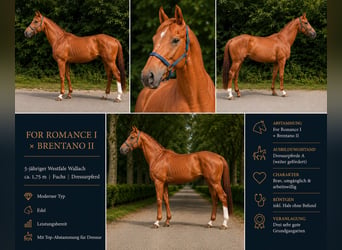 Koń westfalski, Wałach, 5 lat, 175 cm, Kasztanowata