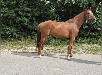 Koń westfalski, Wałach, 5 lat, 175 cm, Kasztanowata