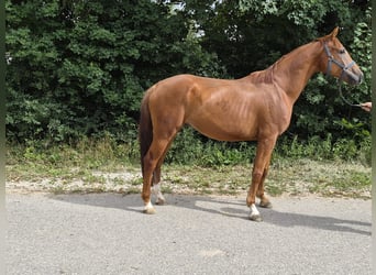 Koń westfalski, Wałach, 5 lat, 175 cm, Kasztanowata