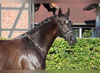 Koń westfalski, Wałach, 5 lat, 175 cm, Skarogniada