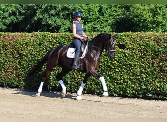 Koń westfalski, Wałach, 5 lat, 175 cm, Skarogniada