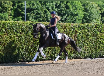 Koń westfalski, Wałach, 5 lat, 175 cm, Skarogniada