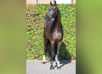 Koń westfalski, Wałach, 5 lat, 175 cm, Skarogniada