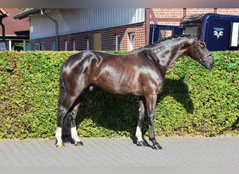 Koń westfalski, Wałach, 5 lat, 175 cm, Skarogniada