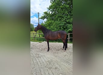 Koń westfalski, Wałach, 5 lat, 176 cm, Gniada