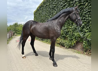 Koń westfalski, Wałach, 5 lat, 176 cm, Kara