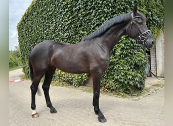 Koń westfalski, Wałach, 5 lat, 176 cm, Kara