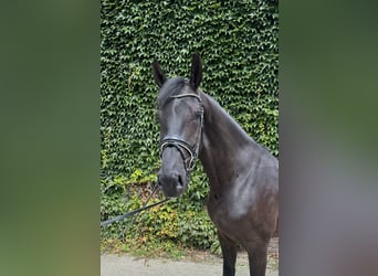 Koń westfalski, Wałach, 5 lat, 176 cm, Kara