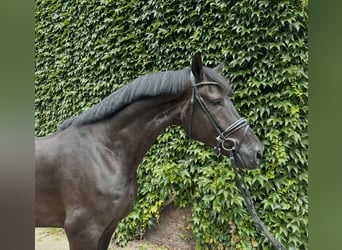 Koń westfalski, Wałach, 5 lat, 176 cm, Kara