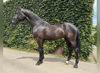 Koń westfalski, Wałach, 5 lat, 176 cm, Kara