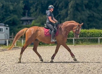 Koń westfalski, Wałach, 5 lat, 178 cm, Kasztanowata
