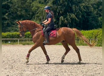 Koń westfalski, Wałach, 5 lat, 178 cm, Kasztanowata