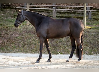 Koń westfalski, Wałach, 6 lat, 162 cm, Kara