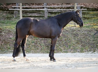 Koń westfalski, Wałach, 6 lat, 162 cm, Kara