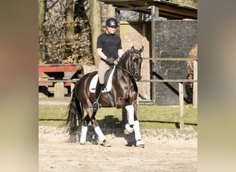 Koń westfalski, Wałach, 6 lat, 162 cm, Kara