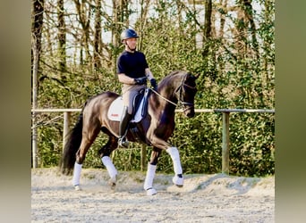 Koń westfalski, Wałach, 6 lat, 162 cm, Kara