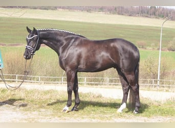 Koń westfalski, Wałach, 6 lat, 164 cm, Kara