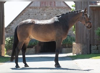 Koń westfalski, Wałach, 6 lat, 165 cm, Ciemnogniada