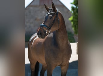 Koń westfalski, Wałach, 6 lat, 165 cm, Ciemnogniada