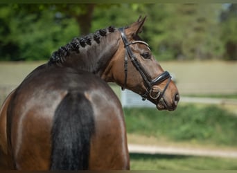 Koń westfalski, Wałach, 6 lat, 165 cm, Ciemnogniada