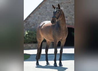 Koń westfalski, Wałach, 6 lat, 165 cm, Ciemnogniada