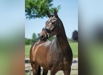 Koń westfalski, Wałach, 6 lat, 165 cm, Ciemnogniada