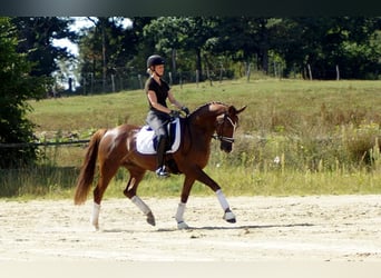 Koń westfalski, Wałach, 6 lat, 165 cm, Ciemnokasztanowata