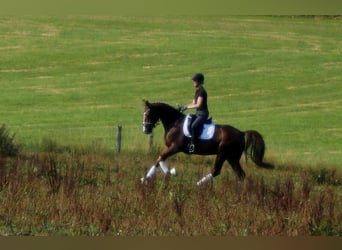 Koń westfalski, Wałach, 6 lat, 165 cm, Ciemnokasztanowata