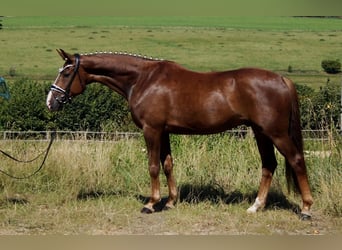 Koń westfalski, Wałach, 6 lat, 165 cm, Ciemnokasztanowata