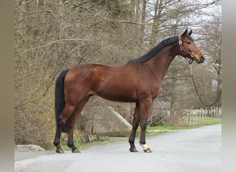 Koń westfalski, Wałach, 6 lat, 165 cm, Gniada