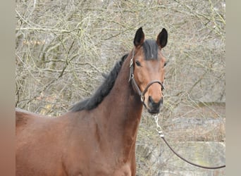 Koń westfalski, Wałach, 6 lat, 165 cm, Gniada